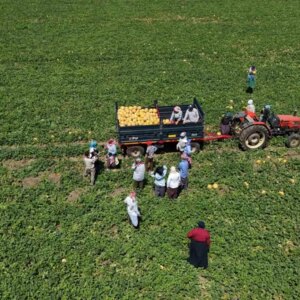 bafra ovasinda kadin tarim iscilerinin mucadelesi 9khsTGLL