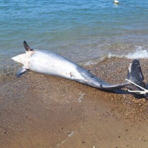 bodrumda olu yunuskaraya vurdu N69tOYpe