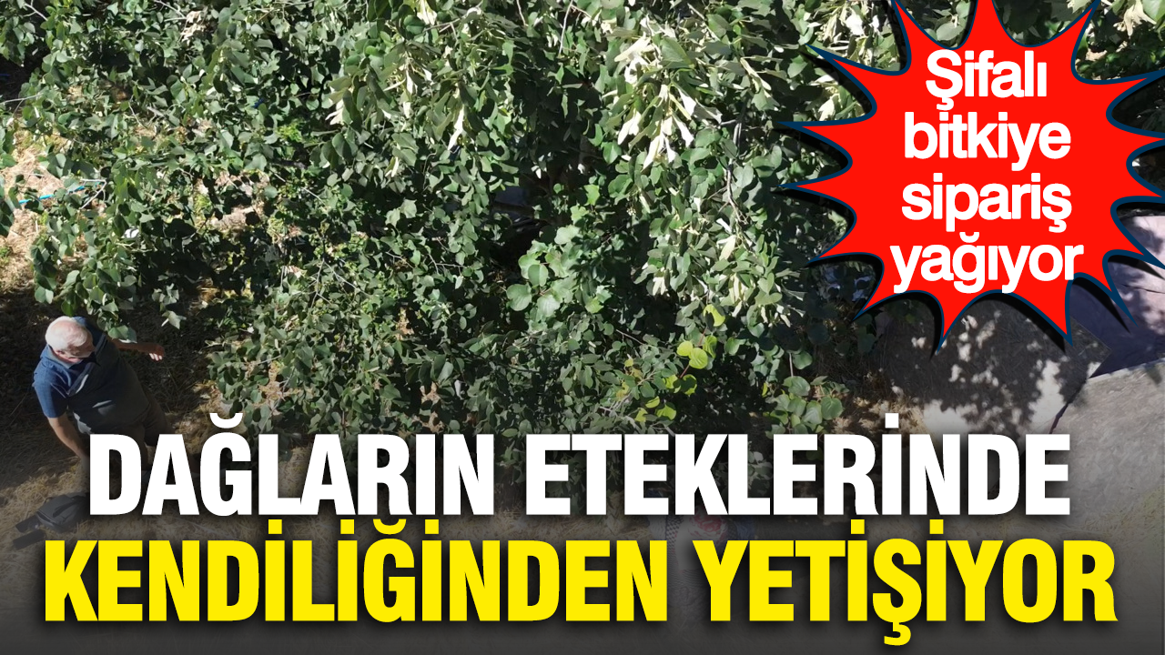 Daglarin eteklerinde kendiliginden yetisiyor sifali bitkiye siparis yagiyor bxK99EOj